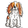 Cavalier King Charles Spaniel
