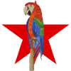 Perroquet oiseau révolution rouge étoile