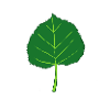 Linden - Tree - Leaf