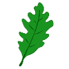 Oak - Oak Leaf