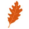 Oak - Oak Leaf - Autumn