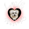 Maltese Dog Puppy Endless Love