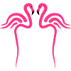 Flamingo, Flamingos