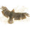 Birds of prey