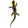 Fire salamander