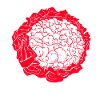 Cauliflower