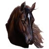 cheval