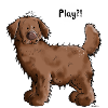 Play Neufundländer
