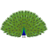 Peacock wheel