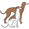 Two whippets