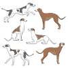 Sélection de Whippet