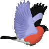 Dompfaff flies