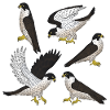 Peregrine Falcon Selection