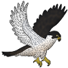 Wanderfalke Fliegt