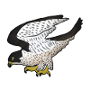 Wanderfalke greift