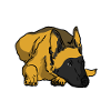Malinois dog