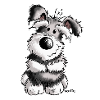 Doux Schnauzer - Chien - Chiot - Cadeau