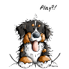 Heureux Bouvier Bernois - Chiens - Cadeau