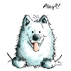 Samoyède Play - Samoyeds - Sabaka - Sobaka