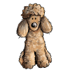 Mignon Caniche - Chien - Chiens