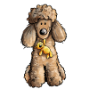 Pudel mit Teddy