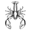 Hummer Lobster