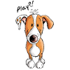 Mignon Podenco - Chien - Chiens