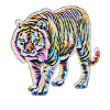 tiger