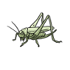 grasshopper