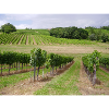 Weinberge