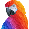 parrot