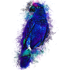 parrot