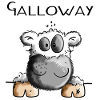 Galloway Cow - Cows - Cattle - Gift