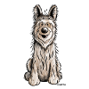 Berger Picard - Chien- Cadeau