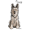 Berger Picard - Chien- Cadeau