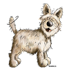 Berger Picard - Chien- Cadeau