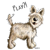 Berger Picard - Chien- Cadeau