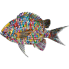 fish / poisson