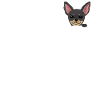Chihuahua in breast pocket