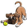 Der süßeste Boxer
