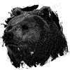Bear Grizzly