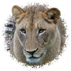 lioness