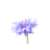 Fleur pourpre