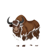 Scottish Highland Cattle