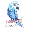 Spix-Ara