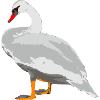 cygne