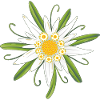 Edelweiss Edelweiss Blossom