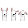 Alpaca Drei Koepfe