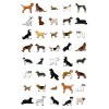 Many dogs