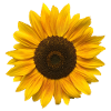Sunflower (Flower / Bloom / Sun)